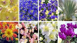 New Plants Radar: First look at the stars of IPM Essen 2026