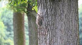 New legislation to protect against impacts of Oak Processionary Moth - Vimarsana News