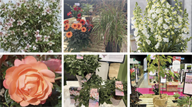 Award winning plants 2024/2025