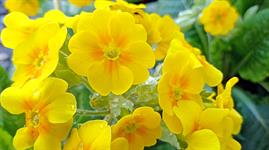 Primula elatior: A spring beauty for parks and gardens