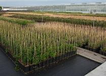 Climbing plant business to sell up after "financial challenges"