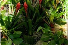 Chinese New Year lucky houseplants trend