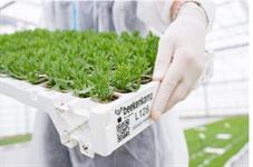 Beekenkamp Plants completes full transition to reusable BKX-Tray