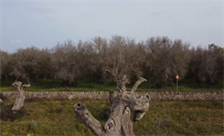Xylella: EU body studies management strategies