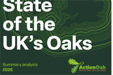 UK oaks under pressure, Action Oak report finds