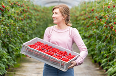 Sweeter raspberries in 2026 says Angus Soft Fruit and WB Chambers