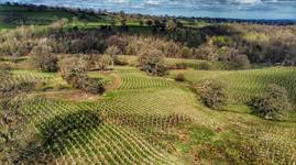 Johnsons Nurseries supplies thousands of trees for new woodlands initiative - Vimarsana News