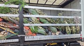 Transport companies reluctant to import plants to UK as damage to loads and trucks mounts