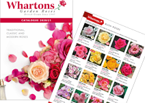 Whartons Roses launches garden centre-friendly showcase featuring rose ...