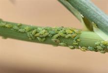 Alert: aphid on potato, brassica and carrot crops | Horticulture Week