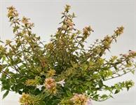 Florall fair shortlists 10 new plants for awards