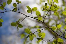 Action planned after UK Pest Risk Analysis for beech disease Litylenchus crenatae