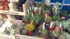 Government plans to ease CITES plant import red tape