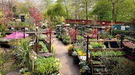 Camden Garden Centre celebrates 40 years and 400 people helped | HortWeek