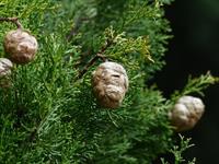 Defra warns nurseries and garden centres about future plant health threats