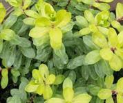 New varieties from Bransford Webbs at National Plant Show | HortWeek