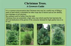 Christmas tree growing guide published | HortWeek