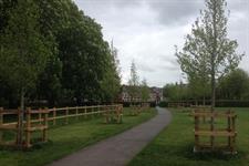 Hillier supplies disease-free elms to council