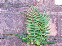 Arsenic resistant plant could lead to new crop of natural soil cleaners