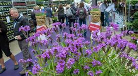 Four Oaks Exhibitor Update | HortWeek