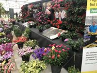 Dahlia Sincerity Rose Bicolour wins visitor vote as new plants could become a permanent feature at BBC Gardeners' World Live - Vimarsana News