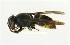 Asian hornets found in Wales and Yorkshire