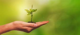 The Institute of Chartered Foresters welcomes forest report - Vimarsana News