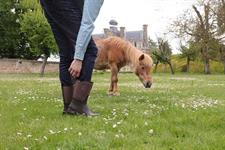 UK wellie brand Evercreatures bought by French footwear manufacture ...
