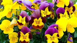 Flowers and plants that played a significant role in gay and queer culture exhibited - Vimarsana News