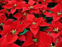 Black Friday deals; Britain's cheapest Xmas trees and poinsettia