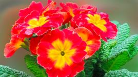 Top 25 garden centre plants sold in February 2026 by EPOS data