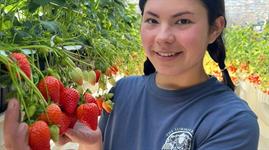 Tesco strawberries from West Sussex launch - Vimarsana News