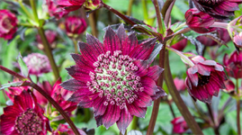 Barnsdale Gardens to showcase plants at BBC Gardeners' World Live - Vimarsana News