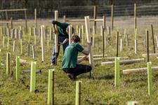 Nicholsons supplies trees to 15 woodlands at Blenheim - Vimarsana News