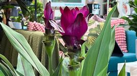 'New Plant Awards' entrants added to Joy of Plants' Library - Vimarsana News