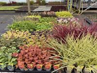 Seiont Nurseries holding prices despite soaring transport costs