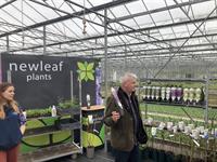 Smaller clematis launched by New Leaf Plants - Vimarsana News