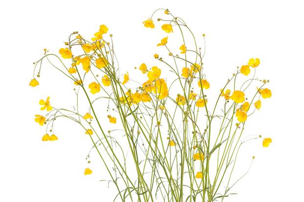 Corn buttercup. Photograph: Shutterstock