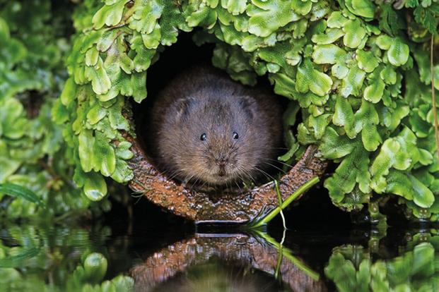 Water vole. Photograph: MarkBridger/Getty Images