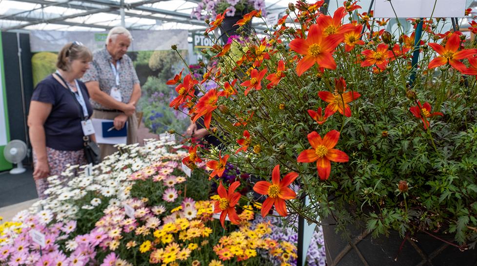 Plant displays at Four Oaks 2023