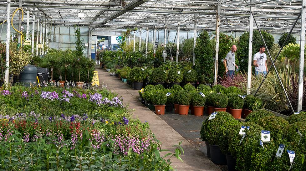 Plant displays at Four Oaks 2023