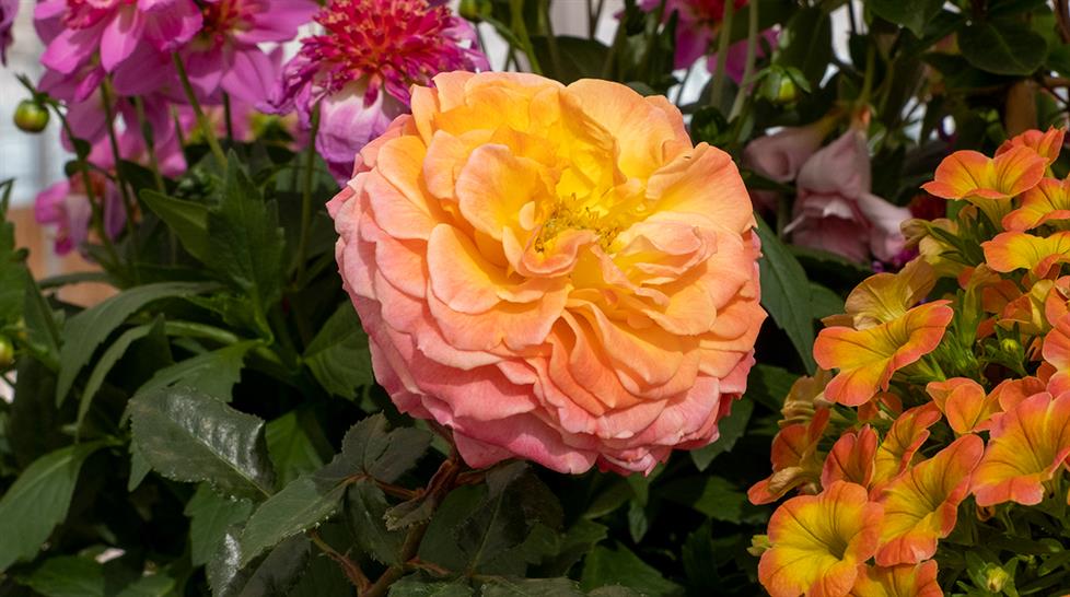 Plant displays at Four Oaks 2023