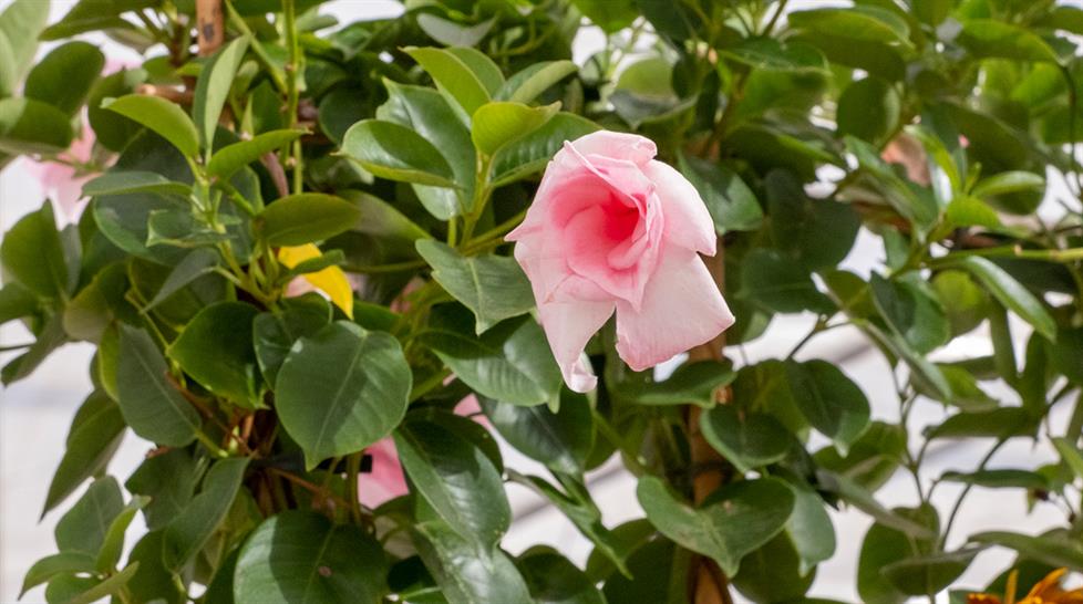 Plant displays at Four Oaks 2023