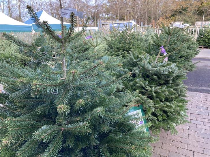 Christmas display at the British Garden Centres Tring centre