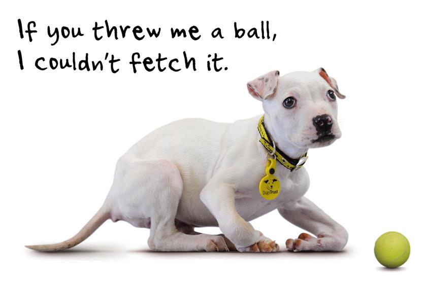 DogsTrust1280.jpg