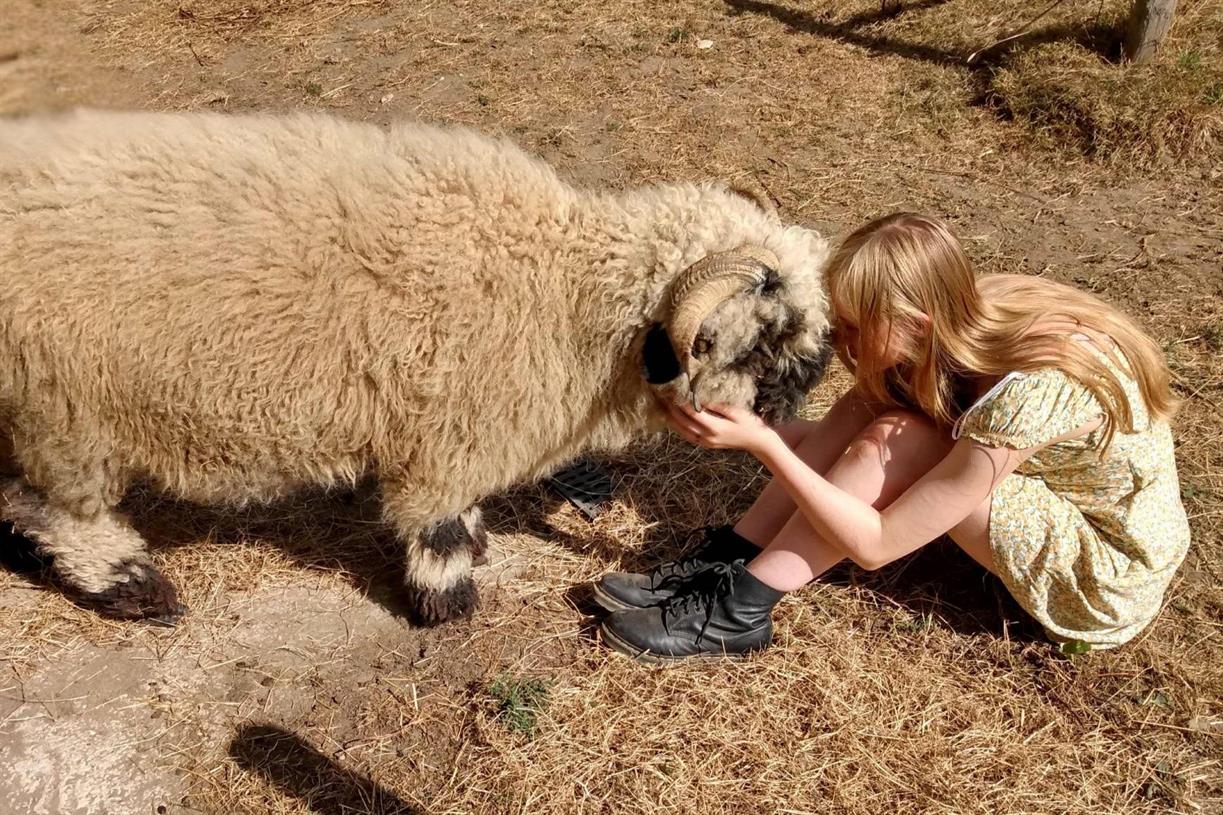 Farm charity at risk after spending thousands on land that turned out to be a shooting spot