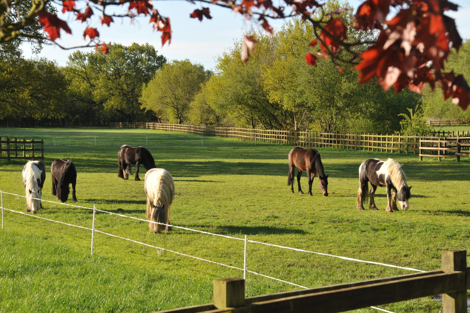 Horse sanctuary cuts jobs as it closes two centres Horse sanctuary cuts jobs as it closes two centres