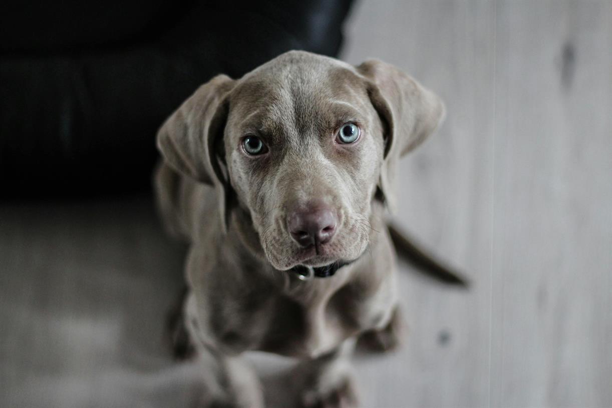 RSPCA branches set to merge