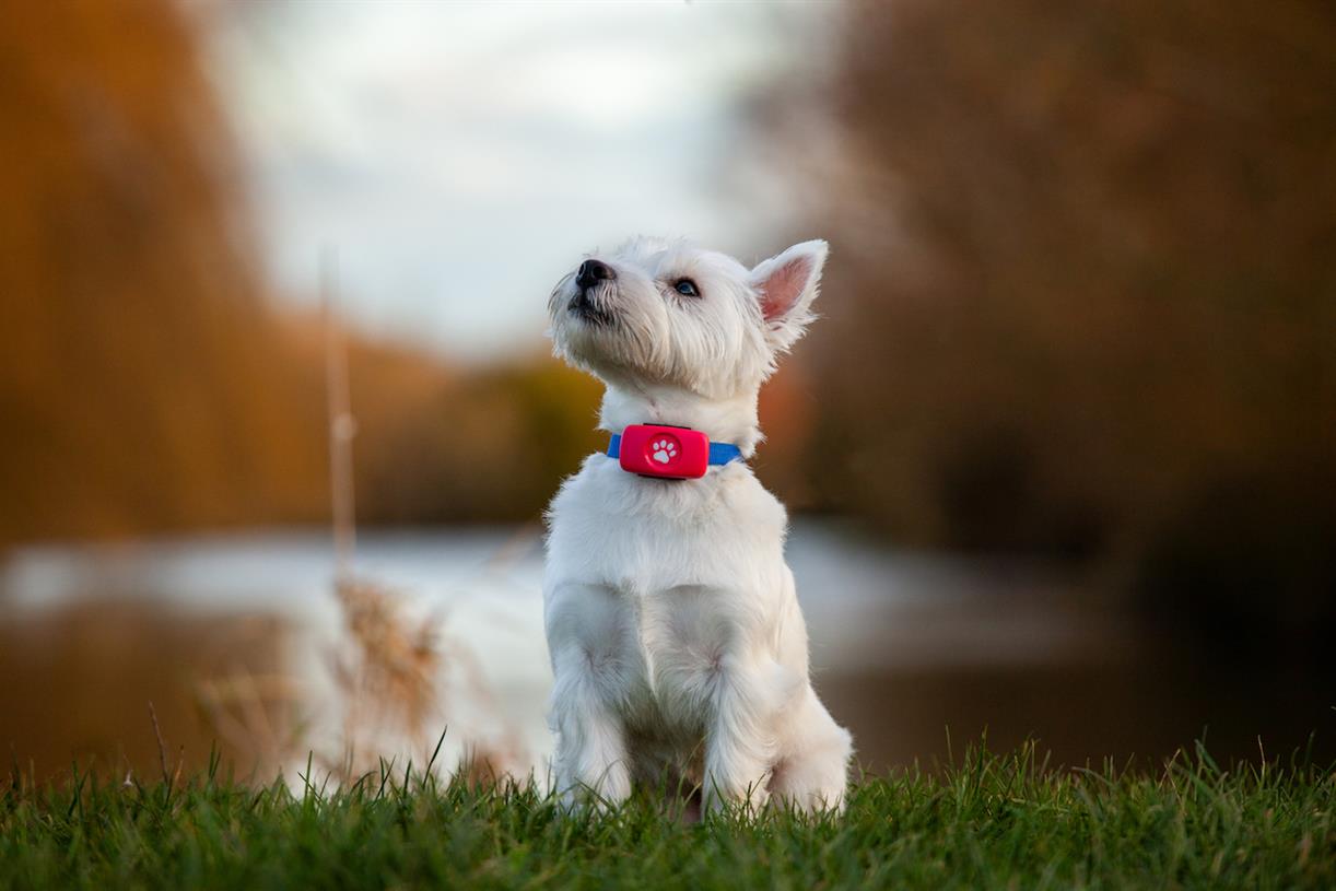 ITV adds dog care company PitPat to Media for Equity portfolio