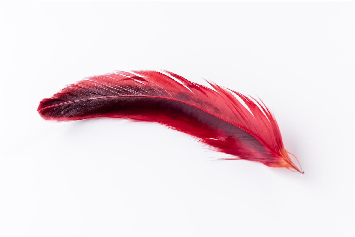 Friends of Animals appoints agency for anti-feather campaign